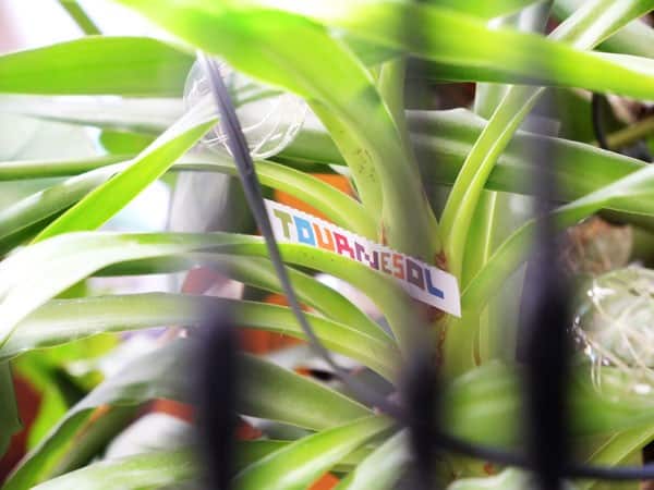 cacher un objet dans une plante pour une chasse au trésor