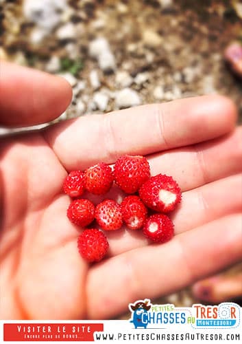 un atelier de découverte de la nature à faire en été