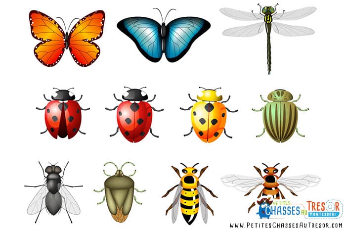 Atelier de découverte des insectes