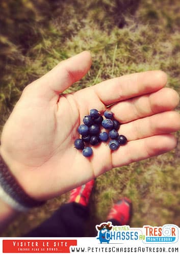Atelier de découverte des baie pour enfants