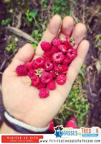 Faire la cueillette des fruit rouge avec les enfants