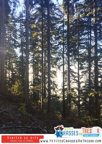 Eveil nature dans la forêt avec des enfants