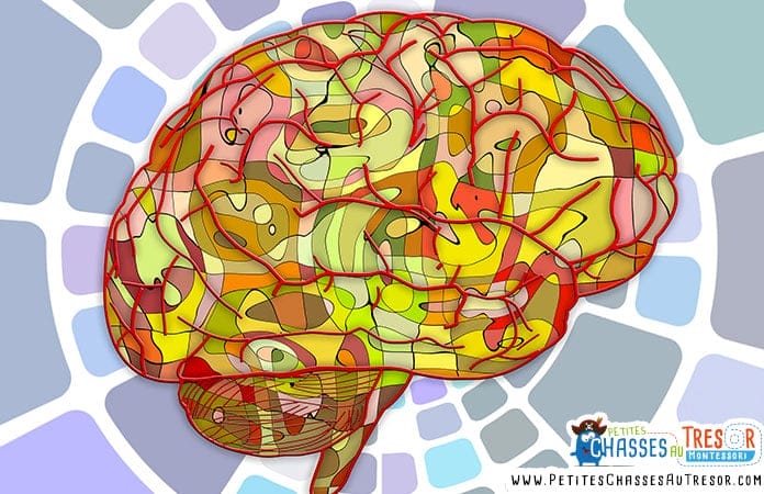 méthode pédagogique et neurosciences