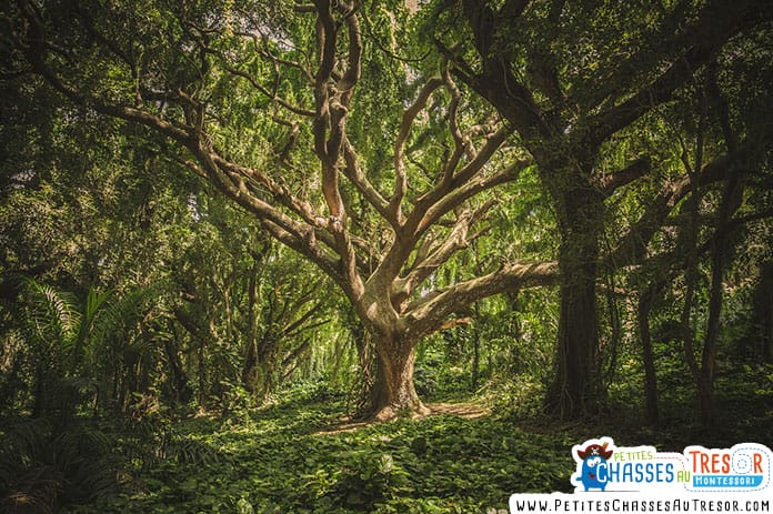 Faire une ballade en foret avec les enfants pour éveiller leur curiosité