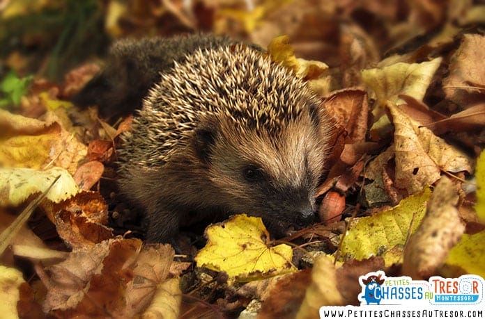 habitat naturel du hérisson