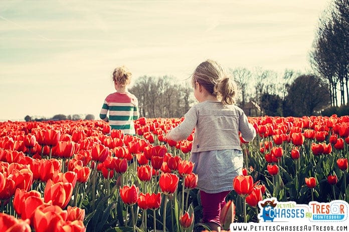 des enfants se promène dans un champs de tulipe