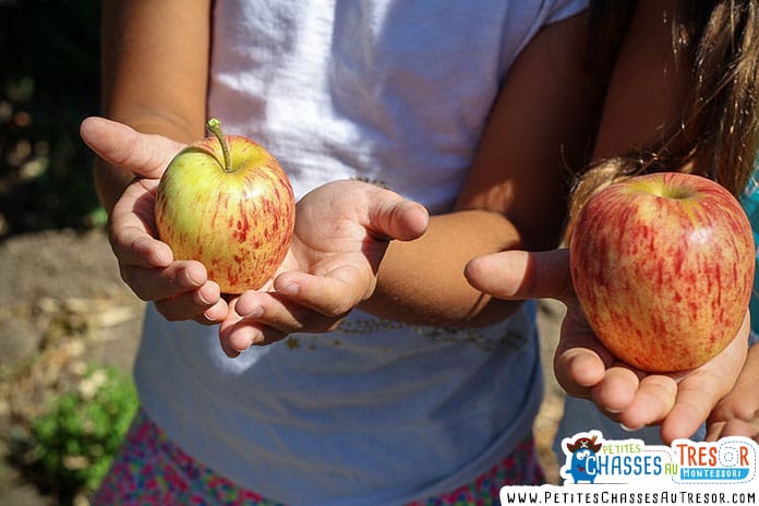enfant qui observe une pomme