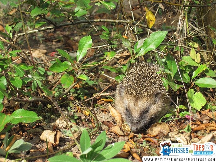 fabriquer un abris à hérisson