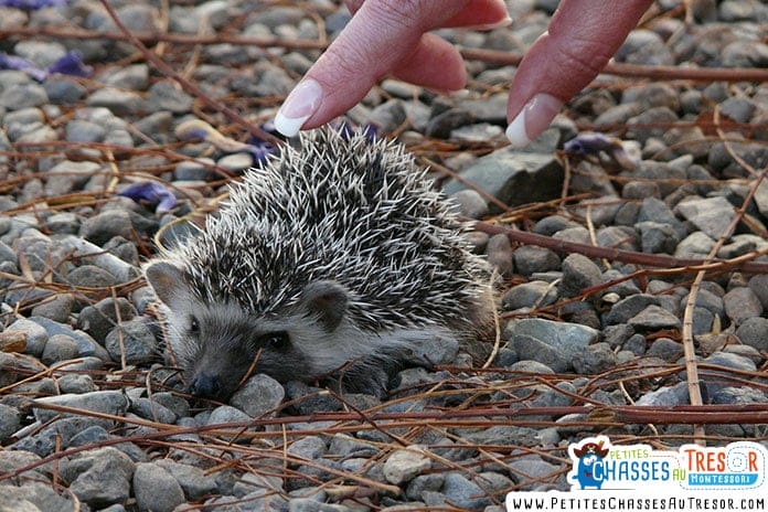 bébé hersions comment en prendre soins