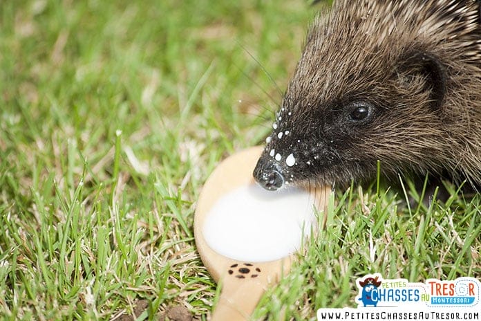 danger du lait pour les hérissons