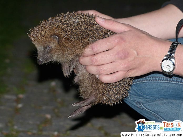 les hérissons et les humains