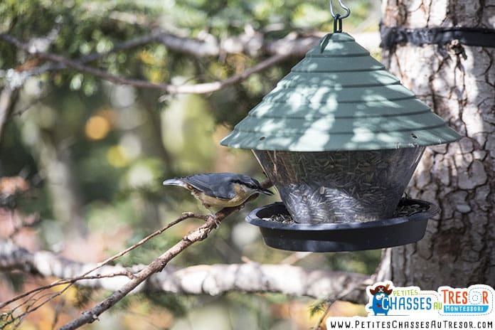 Oiseau entrain de manger sur une mangeoire