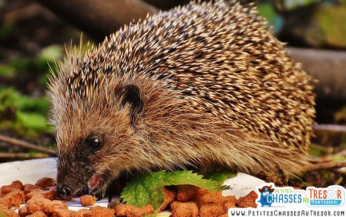 Comment nourrir un hérisson