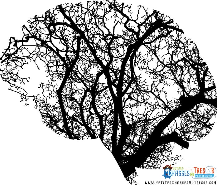 Les connexions dans le cerveau ressemblent à un arbre