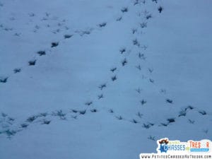 trace de pas animal Fabriquer piège empreinte enfants