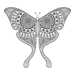 coloriage papillon 03